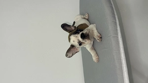 Buldog francez 