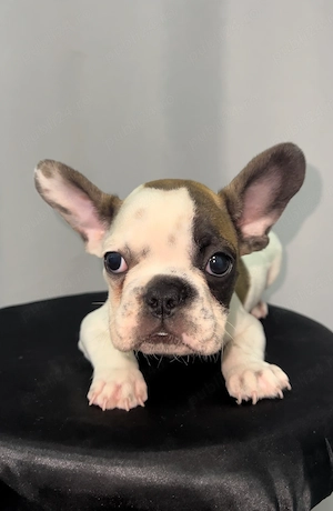 Bulldog francez buldog 