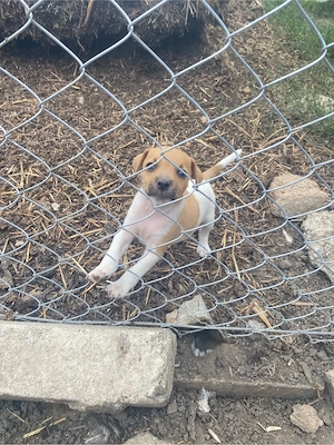 disponibil mascul Jack Russell terrier 