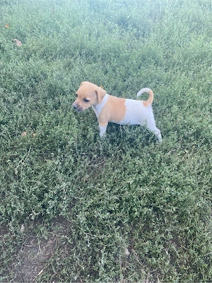 disponibil mascul Jack Russell terrier  - imagine 2