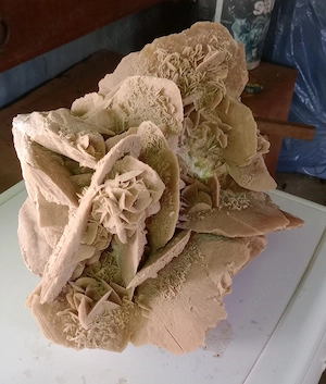 Trandafirul desertului Gigant 40 cm. 20 kg.