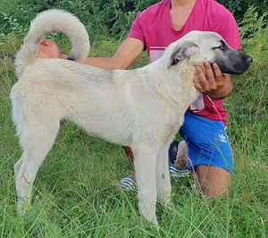 Mascul Kangal