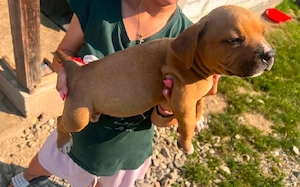 American Bully Puii - imagine 2