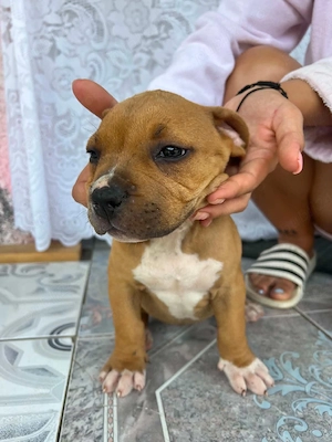 American Bully xl - imagine 3
