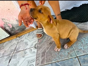 American Bully Puii - imagine 4
