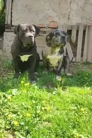 American Bully Puii - imagine 3