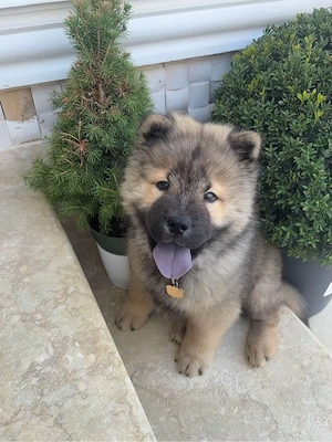 vand chow chow