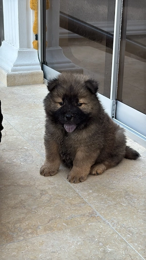 vand chow chow - imagine 2