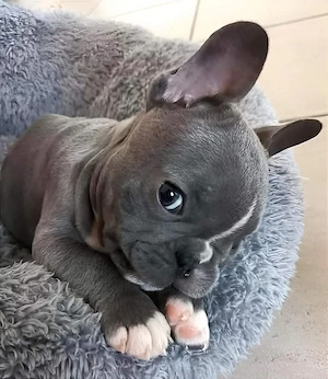 Bulldog francez buldog