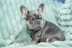 Bulldog francez buldog - imagine 2