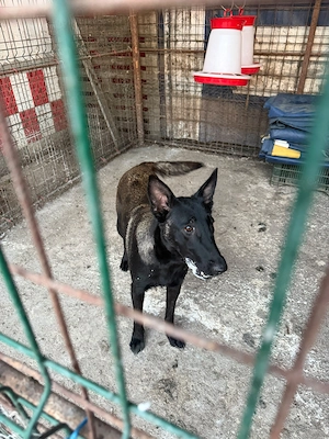 Ciobanesc belgian malinois  - imagine 2