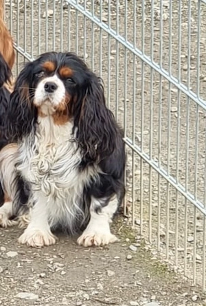 pereche 2+1 cavalier king charles - imagine 4