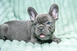 Bulldog francez