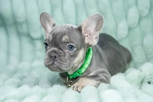 Bulldog francez buldog