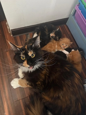 2 fetițe Maine Coon își caută familii  - imagine 3