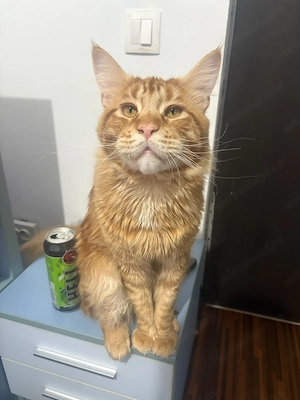 2 fetițe Maine Coon își caută familii  - imagine 4