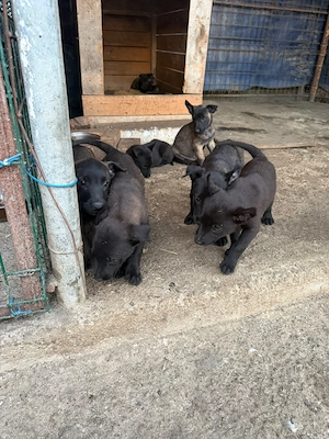 Ciobanesc belgian malinois  - imagine 3