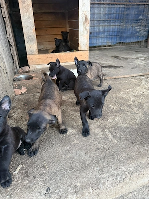 Ciobanesc belgian malinois  - imagine 5
