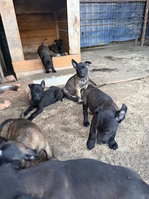 Ciobanesc belgian malinois  - imagine 4