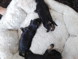 bichon fetița de un an impreuna cu puiuti tekel negri  de 2 sapt puiuti ,pret 1500 , Oradea bihor 