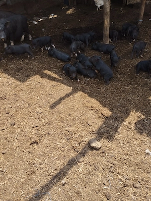  scrofite gestante,Vand vier si purcei vietnamezi sau schimb, astept oferte..
