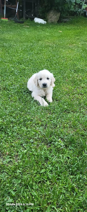 golden retriever 