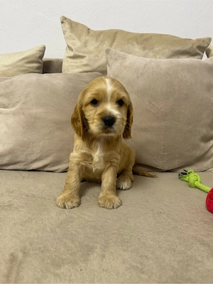 Fetita cocker spaniel - imagine 3