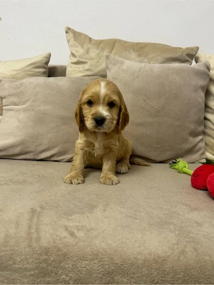 Fetita cocker spaniel - imagine 2