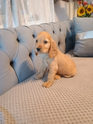Pui de cocker spaniel de rasă pură.