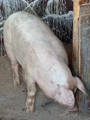 Porc de vânzare.  - imagine 3