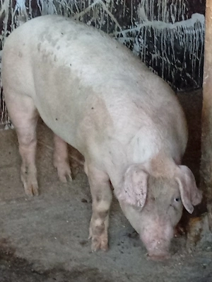 Porc de vânzare.  - imagine 2