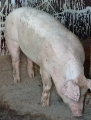 Porc de vânzare. 