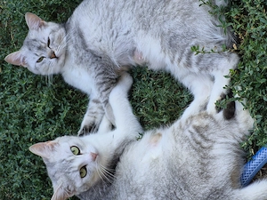 Metis British shorthair chinchilla fetita  - imagine 5