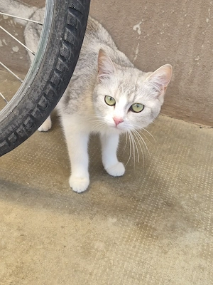Metis British shorthair chinchilla fetita  - imagine 4