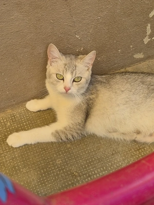 Metis British shorthair chinchilla fetita  - imagine 2