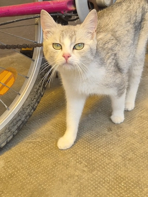 Metis British shorthair chinchilla fetita  - imagine 3