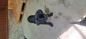 Cățeluși Cane corso - imagine 4