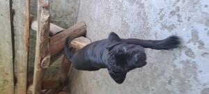 Cățeluși Cane corso - imagine 3