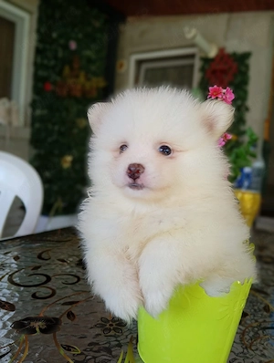 Pomeranian  mini spitz