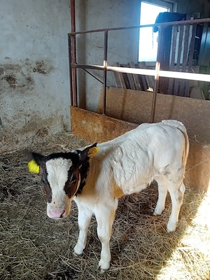 Vițel belgian frumos 