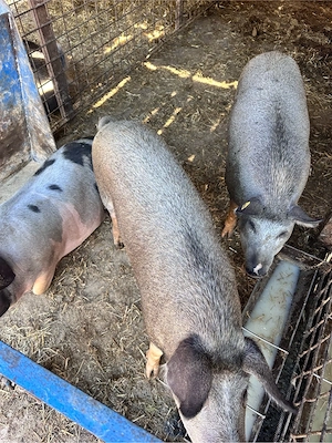 Vând porci 