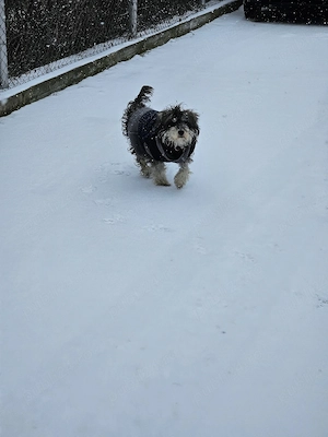 Schnauzer german pitic - imagine 3