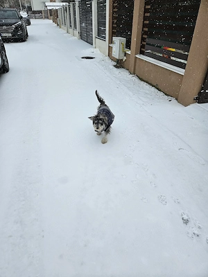 Schnauzer german pitic