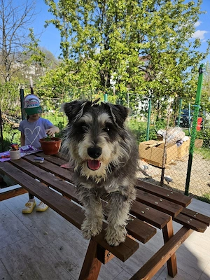 Schnauzer german pitic - imagine 5