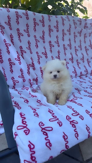 Pomeranian mini spitz