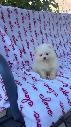 Pomeranian mini spitz