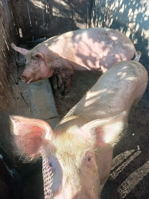 porci de vânzare  - imagine 2