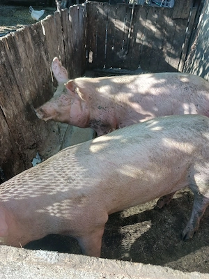 porci de vânzare  - imagine 3