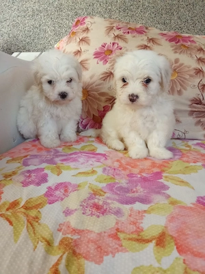 Bichon fetiță 