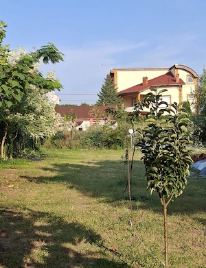 Urziceni. Loc de casă zonă PREMIUM. 62500 euro. 500mp. 200m, zona magazinul LIDL. - imagine 3